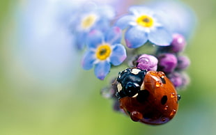 closeup photography of ladybug HD wallpaper