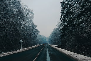 cars at the road near trees during winter HD wallpaper