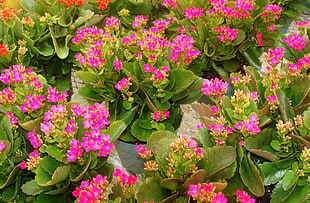 closeup photo ofg pink petaled flowers HD wallpaper