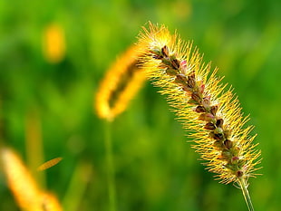 selective photo of yellow and green plant HD wallpaper