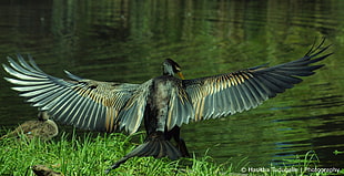 black swan spreading its wings near on river, darter HD wallpaper