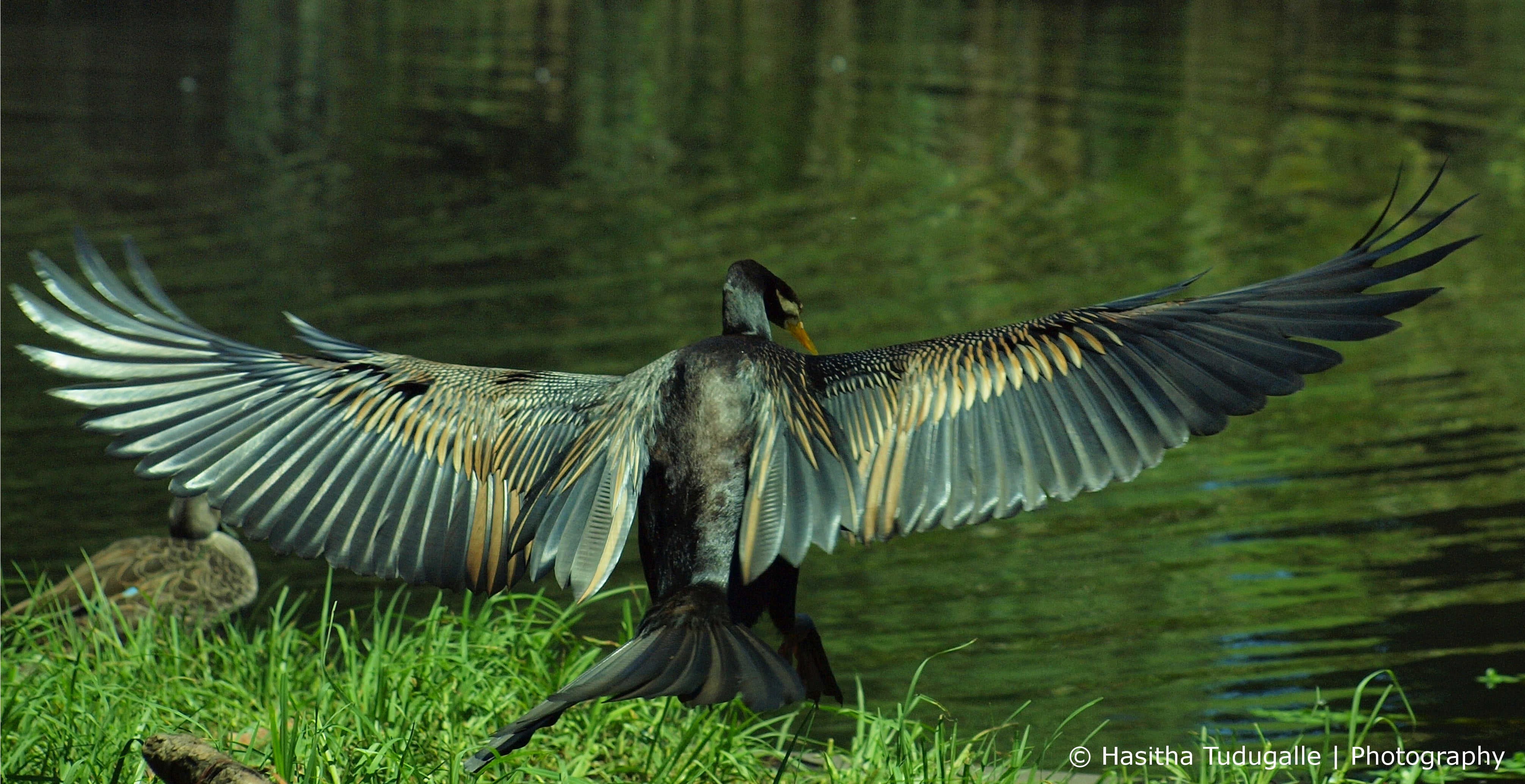 black swan spreading its wings near on river, darter