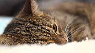 selective focus photography of brown tabby cat