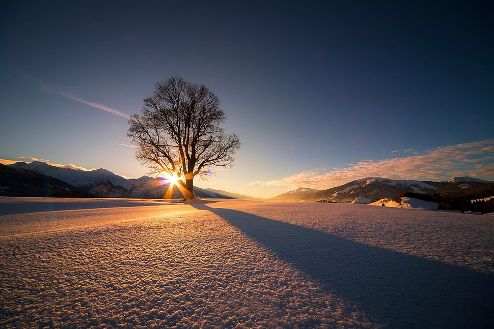 tree on snow silhouette during sunset HD wallpaper