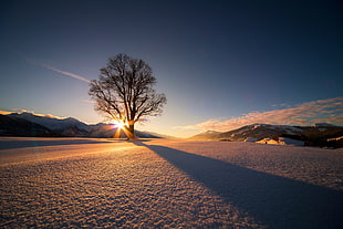 tree on snow silhouette during sunset