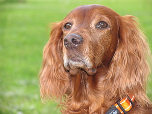 still life photo of medium-size chocolate dog