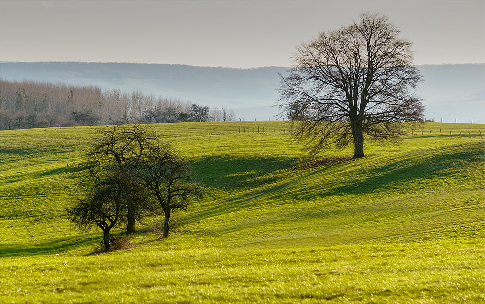 two withered trees in the middle of grass field HD wallpaper