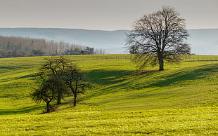 two withered trees in the middle of grass field