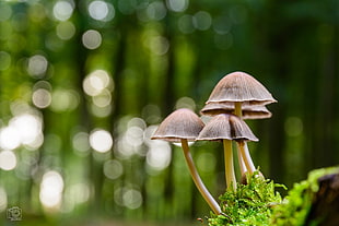 brown mushroom closeup photo HD wallpaper