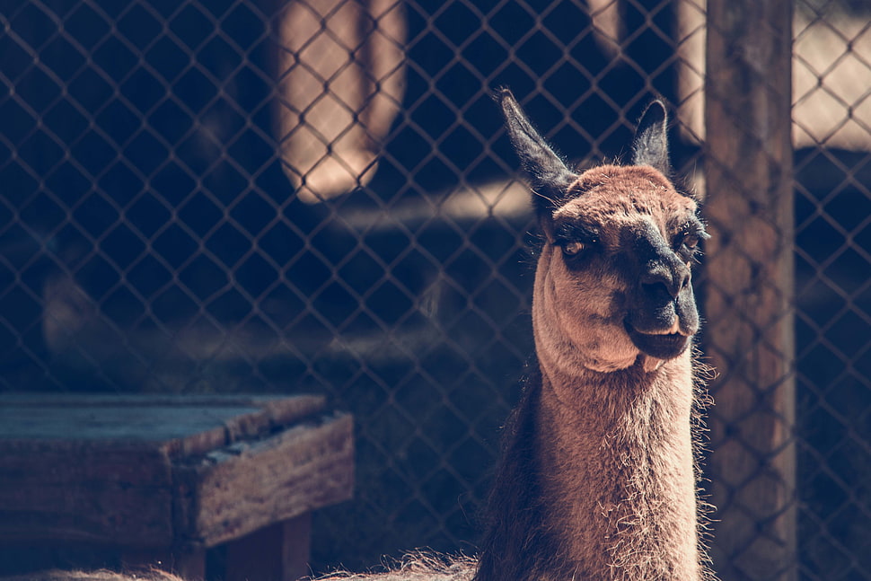 brown lama, Camel, Muzzle, Look HD wallpaper