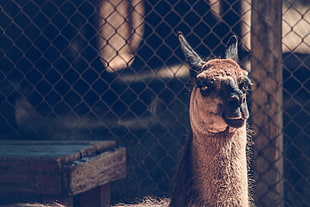 brown lama, Camel, Muzzle, Look