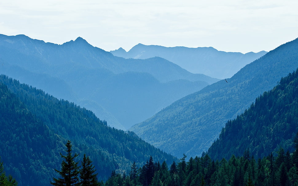 green pine tree, landscape HD wallpaper