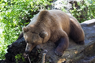 brown Bear on tree log HD wallpaper