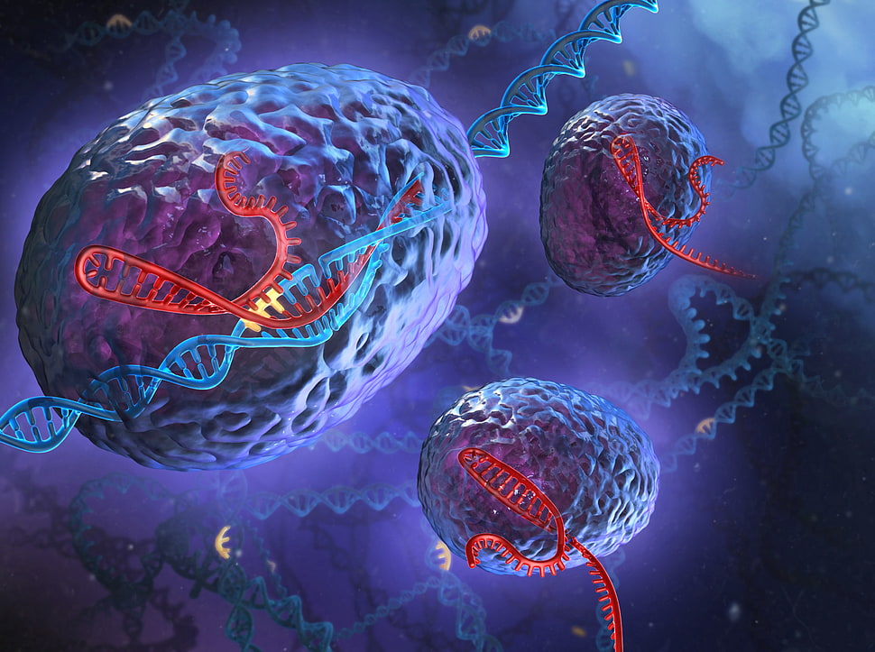Microscopic view of bacteria HD wallpaper