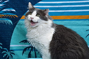 short-fur white and black cat