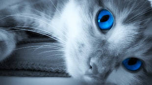 short-fur cat, cat, blue eyes