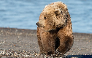 Grizzly Bear walking HD wallpaper