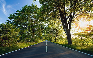 concrete road between trees, landscape, road, nature, sunlight