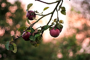 depth of field photography of purple fruits