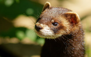 Shallow Focus of otter