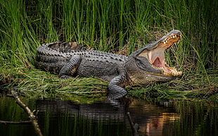 black crocodile, animals, crocodiles