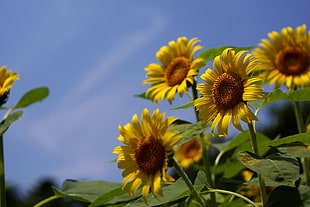 shallow focus photography of sunflowers HD wallpaper