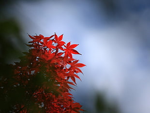 selective focus photography of red petaled flowers HD wallpaper