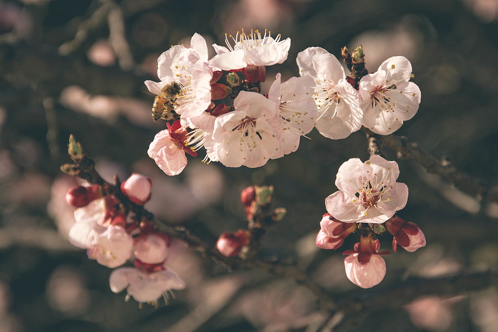 white flowers, Flowers, Bloom, Bee HD wallpaper