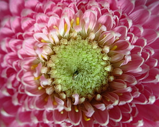 pink chrysanthemum flower in close up photography