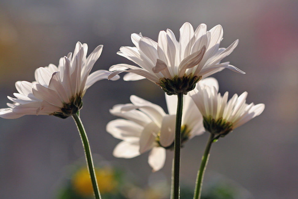 selective focus photography of white petaled flower, daisies HD wallpaper