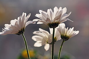 selective focus photography of white petaled flower, daisies