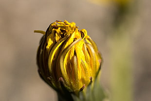 yellow flower bud in closeup photo