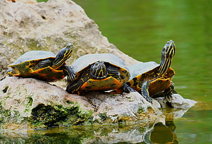 three red-eared turtles on boulder