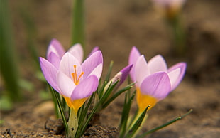 selective focus photography of purple-and-yellow petaled flowers