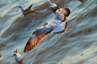 red-billed gull flying over body of water