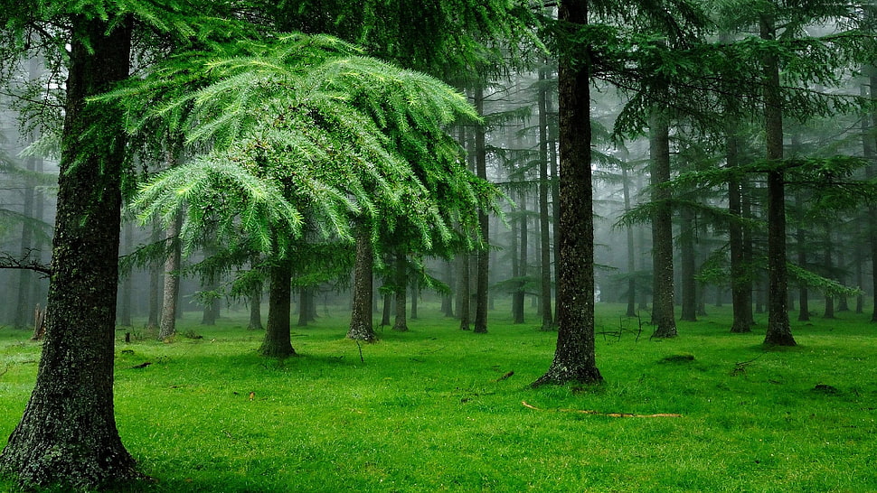green leaf plant HD wallpaper