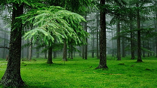 green leaf plant HD wallpaper