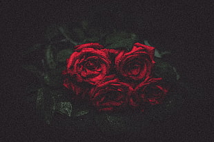 four red roses