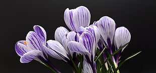 shallow photo of purple-and-white Crocus flowers
