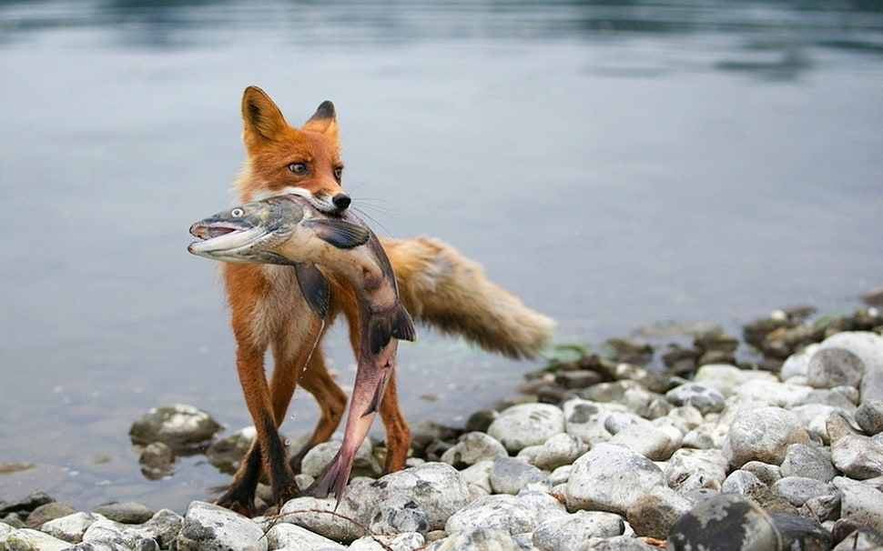 brown fox, hunter, fish, animals, fox HD wallpaper