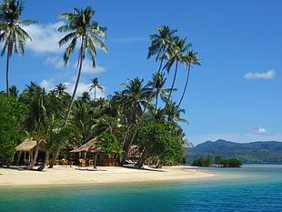 coconut trees near body of water