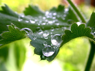 timelapse photography of water leaf drops during daytime