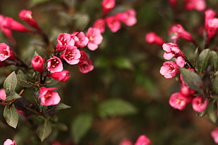 selective focus photography of red blossom flowers