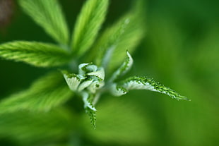green leaf plant focus photo