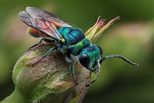 blue sweat bee, plants, animals, macro, insect