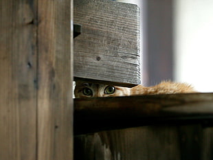 orange and white tabby cat hiding on gray wooden plank