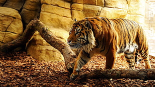 orange, black, and white tiger, tiger, trees, sunlight HD wallpaper