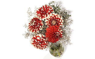 red petal flower in clear glass vase