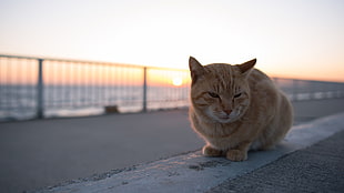 orange Tabby cat during golden time, cats HD wallpaper