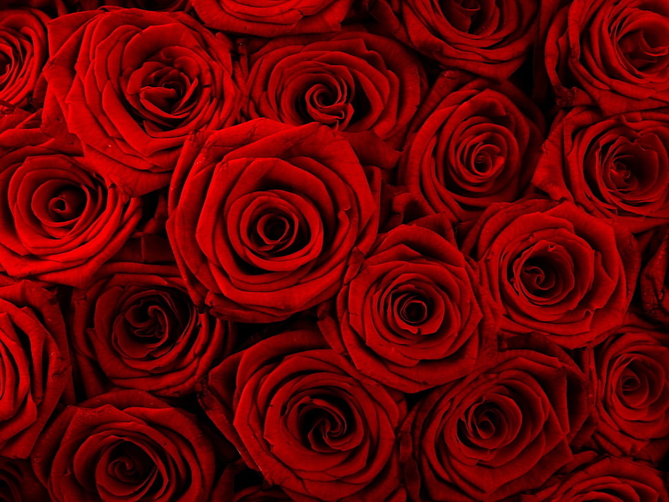 bunch of red roses digital wallpaper HD wallpaper